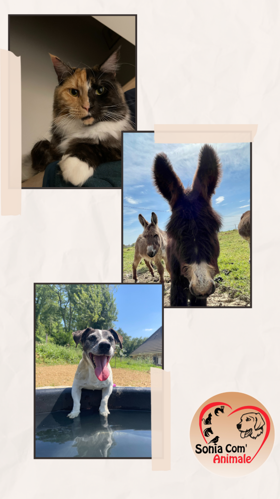 Un chat, un âne, un chien... exemple d'animaux avec qui j'ai communiqué.