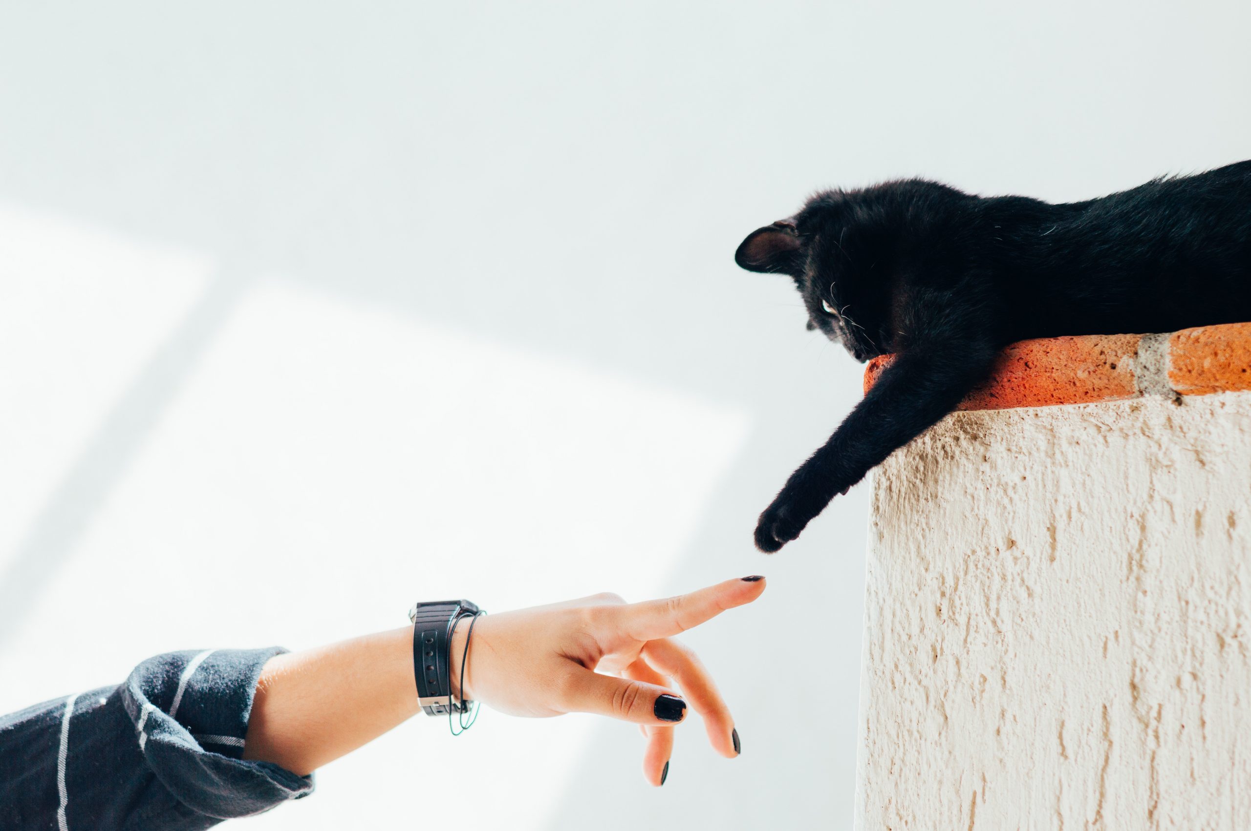 Un chat noir et une femme se touchent du bout des doigts